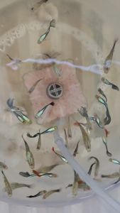 อาหารปลาหางนกยูง ปลาบอลลูน ปลาสวยงามขนาดเล็กทุกชนิด ไรอบเวฟเม็ดลอย เม็ดเล็กๆ เหมาะสำหรับปลาขนาดเล็กทุกชนิด ปลาบอลลูน ปลาเทวดา ปลานีออน ปลาม้าลาย เอนเลอร์ โปรตีน วิตามิน แร่ธาตุ และแคลเซียมสูง จากวัตถุดิบธรรมชาติคุณภาพสูง ปลากินดี แข็