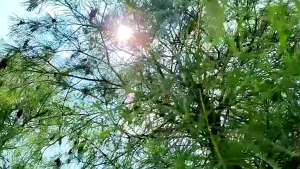 Transparent tarp Trapal waterproof makapal Canopy heavy duty outdoor portable tarpaulin trapal waterproof makapal outdoor portable tarpaulin tolda trapal rain cover lona trapal sale truck cover Multiple sizes available