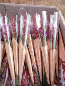 ดอกสแตติส ช่อละ 10บาท ช่อดอกไม้แห้ง วันจบ ขั้นต่ำ10ช่อวันปัจฉิม วันรับปริญญา