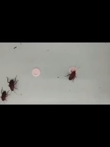Cockroach Killer  Cockroach Bait cockroach killing rate 100% cockroaches killer a cockroach poisoned Whole litter died ubat lipas paling berkesan cockroaches trap Racun lipas 蟑螂药 蟑螂克星 lipas killer ants killer bait