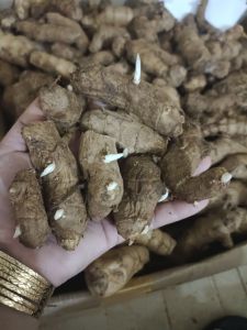 Củ Ngải chống Độc mọc mầm làm giống 20 củ