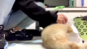 ถุงมืออาบน้ําสัตว์เลี้ยง การทำความสะอาดและการฆ่าเชื้อ ให้ความชุ่มชื้นยาวนาน ขจัดกลิ่นดูแลผิวสุนัขและแมว แบบใช้แล้วทิ้ง 1 ชิ้น