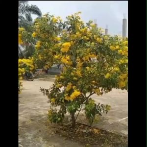 Paket 4 Bibit Tanaman Tabebuya Kuning: Produk Berkualitas dengan Pengiriman Cepat