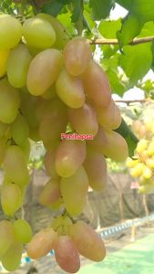 Bibit Anggur Dixon Hasil Grafting Cepat Berbuah