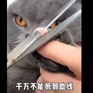 PEANSEA Easy Safer Nail Care Clean 2mm Hole Cat Nail Clipper Cat Claw Trimmer Pet Nail Clipper For Cats