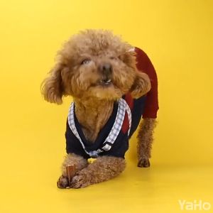 【Beli 3 Diskon 5%】Snack Anjing-Dentalstick untuk Anjing 210Gram Dog Treats-Pembersih Gigi Anjing-Penghilang Bau Mulut dan Gigi Anjing camilan anjing semua usia