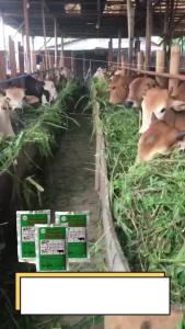 Nutrisi Kambing & Suplemen Hewan Ternak: Penambah Nafsu Makan & Multivitamin