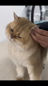 🔥🔥🔥Pet Wipes 130pcs Pure Eye Clear Pad Cat Ear Wipes Tear Stain Remover Ear Dirt Removal