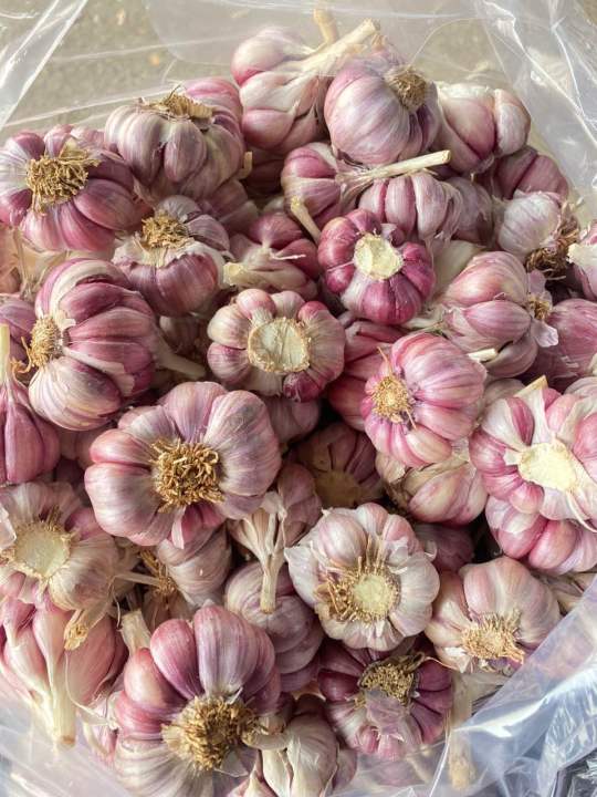 (Mi%E1%BB%85n%20ph%C3%AD%20ship%20100%25)%20#1Kg%20t%E1%BB%8Fi%20t%C3%ADm%20%C4%91%C3%A0%20l%E1%BA%A1t%20th%C6%A1m%20ngon,%C4%91%E1%BA%A1t%20chu%E1%BA%A9n%20lo%E1%BA%A1i%201(t%E1%BB%8Fi%20c%C3%B4%20%C4%91%C6%A1n,t%E1%BB%8Fi%20l%C3%BD%20s%C6%A1n,t%E1%BB%8Fi%20t%C3%ADm,h%C3%A0nh%20t%C3%ADm%20l%C3%BD%20s%C6%A1n,h%C3%A0nh%20t%C3%ADm%20phan%20rang,h%C3%A0nh%20t%C3%ADm%20%E1%BA%A5n%20%C4%91%E1%BB%99%20-%20Image%208