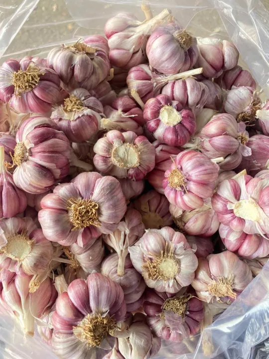 (Mi%E1%BB%85n%20ph%C3%AD%20ship%20100%25)%20#1Kg%20t%E1%BB%8Fi%20t%C3%ADm%20%C4%91%C3%A0%20l%E1%BA%A1t%20th%C6%A1m%20ngon,%C4%91%E1%BA%A1t%20chu%E1%BA%A9n%20lo%E1%BA%A1i%201(t%E1%BB%8Fi%20c%C3%B4%20%C4%91%C6%A1n,t%E1%BB%8Fi%20l%C3%BD%20s%C6%A1n,t%E1%BB%8Fi%20t%C3%ADm,h%C3%A0nh%20t%C3%ADm%20l%C3%BD%20s%C6%A1n,h%C3%A0nh%20t%C3%ADm%20phan%20rang,h%C3%A0nh%20t%C3%ADm%20%E1%BA%A5n%20%C4%91%E1%BB%99%20-%20Image%208