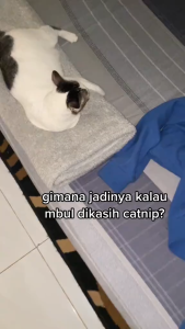 NOVAMOS Catnip Spray - Penghilang Stress 100ml Catnip untuk Kucing - 100 ML