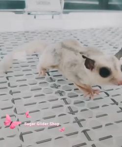 Plastic Pet Cage Mat