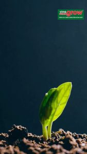 Sumagrow-Phân Bón Hữu Cơ Vi Sinh - Nông Nghiệp Xanh- Xuất Xứ Mỹ