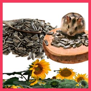 KUACI KEMASAN POUCH 100 GR PAKAN HAMSTER & BURUNG