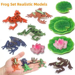 Realistic Frog Tadpole Model Educational Toy