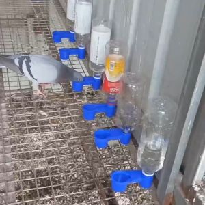 ถ้วยน้ำอัตโนมัติพลาสติก 4 สี (ฟ้า/เหลือง/ใส/เทา) สำหรับนก-แมว-ไก่-นกพิราบ ถ้วยคู่+ขวดน้ำ ทนทาน ใช้งานง่าย ติดตั้งในกรงได้ พร้อมสปริง