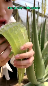 Aloe Vera Gel Moisturizing Cream 50g Acne Reduce Remove Dark Spots Moisturize Skin Care Serum Hydrating Refreshing Skin Natural Plant