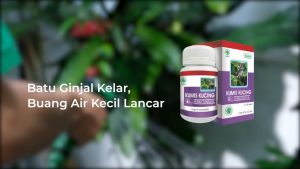 HIU Kumis Kucing Orthosiphon Aristatus Extract Herbal Asam Urat Batu Ginjal Diabetes Hipertensi