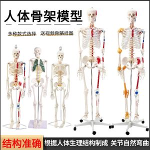 Human Skeleton Model 45 85cm Skeleton Model Human Spine Spine Model Hospital Skeleton Skull