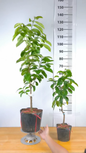 Cây Giống Mãng Cầu Xiêm Thái - Cây Ghép Chuẩn Giống - Rễ Khỏe - Nhanh Cho Trái - Cây Giống Vân Anh