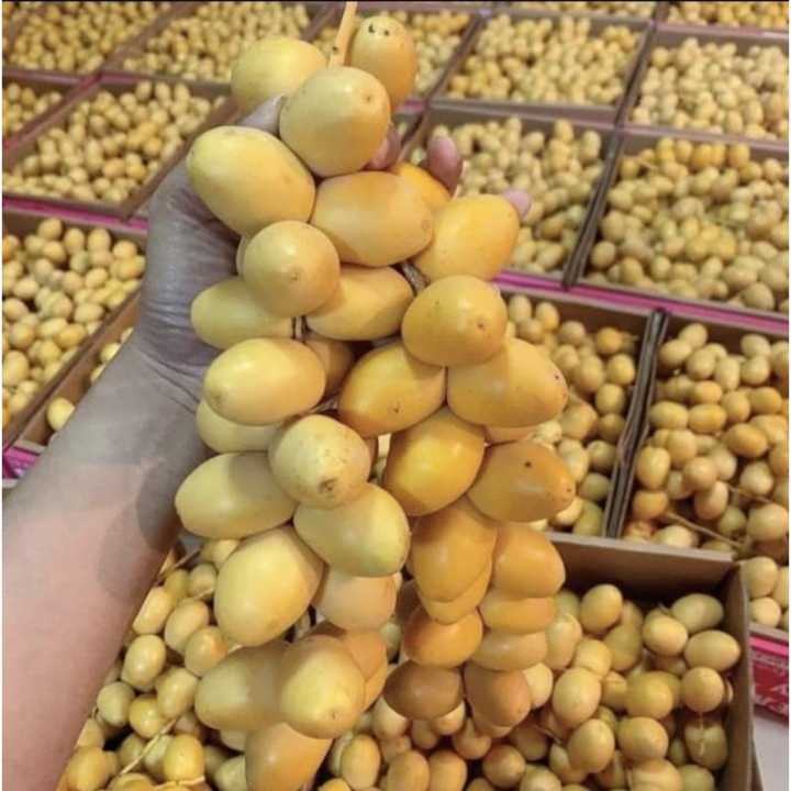 Kurma%20Muda%20Untuk%20Promil%20-%20Image%204