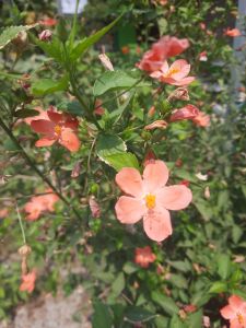 เมล็ดดอกไม้ เมล็ดชบา 50 เมล็ด ชบาจิ๋ว ชบาจิตรลดา