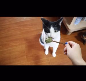 petme 💎 อมยิ้มแคทนิปเสียบไม้มาทาบิ สมุนไพรแมวฟิน Catnip Lollipop แคทนิปแมว ของเล่นแมว