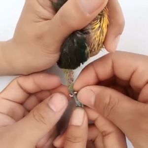 โซ่ขานกแก้ว โซ่คล้องขานก โซ่นก ห่วงขานกหัวจุก ห่วงขานกเขาไหญ่