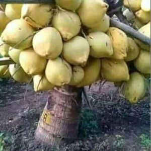 Bibit Kelapa Gading Asli