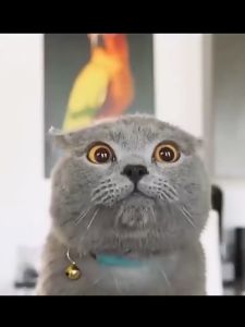 50g/100g/500g Freeze Dried Booster High Protein Snack Cat Treats Vitamin Kucing Gemok Bulu Cantik Chicken Egg Yolk 猫咪营养干粮 猫咪冻干零食