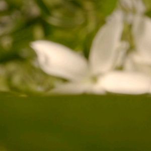 Parfum Berkualitas Tinggi: Eau de Parfume Floral 50 ml