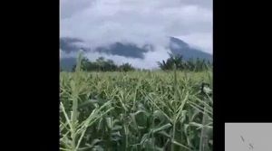 AAA Grade Freshly-picked White Sweet Corn Cameron Highlands Wholesome Juicy Pure Nutritious Natural Delicious Kernel Maize Grain Cereal Benih Jagung Susu Biji Manis Putih bijirin Paling Segar Sihat Berkhasiat semula jadi Sedap tulenAAA级新鲜美味健康好吃纯天然金马伦香脆白玉米