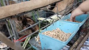 อาหารกระต่าย ราคาถูก DEErabbit โปร 1 แถม 1!!