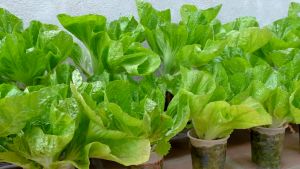 MUSTASA SEEDS/MONTEVERDE (1300pcs seeds) 30DAYS HARVEST/MORE PROFIT/EASY TO GROW