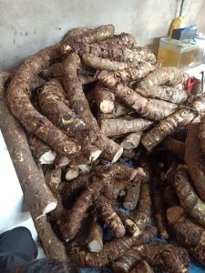 Củ Bạc Hà Núi 10kg (nói KHÔNG với củ trồng ) Bao Chất Lượng Bao Tươi Mới