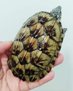 Mexican Mud Turtle 墨西哥巨蛋龟 10cm female 🚺. A little flaw ~ cheap. 有点小瑕疵便宜放