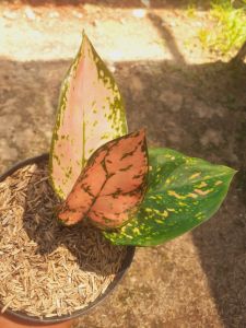 Tanaman hias hidup aglonema baby valentin