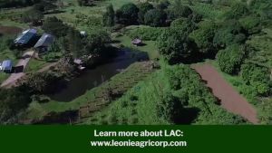 Mushroom Chips Original Flavor 100g