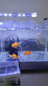 โคมไฟตู้ปลา BONETAR รุ่น D10 / D20 / D30 / D40 โคมไฟติดตู้ปลา ตู้ปลาแบบหนีบขอบตู้ มีขาหนีบกับตู้กระจก มีสวิตซ์เปิด-ปิด ไฟ LED ไฟตู้ปลา