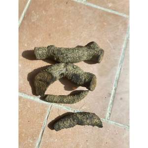 Nhục thung dung ( củ giống)