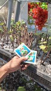 RED CARDINAL PLANTS GRAPES CUTTINGS 3+1 FREEBIE PAMPA UGAT ORDER NOw