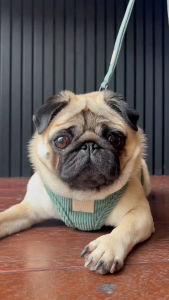 FuzzYard LIFE Step-In Dog Harness | Easy Wear - step in clip and go (5 Plain Colours - 6 Sizes)