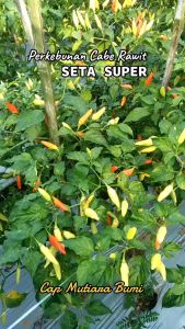 BENIH CABE CABAI RAWIT SETA SUPER ISI 600 BUTIR BENIH CAP MUTIARA BUMI