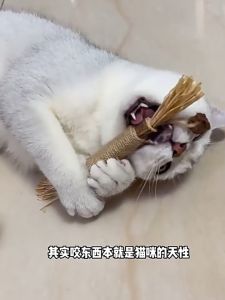 แปรงฟันกรามให้แมวเล่นด้วยตัวเอง  ของเล่นแมว  แปรงฟันแมว  แปรงฟันแมว  แปรงฟันแมว  แปรงฟันแมว  แปรงฟันแมว