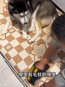 PetStern ถุงมือกําจัดขนไฟฟ้าสถิตสําหรับสัตว์เลี้ยง ขนแปรงสองทาง แปรงกําจัดขน ถุงมือกำจัดขนด้วยไฟฟ้าสถิตสำหรับสัตว์เลี้ยง