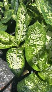 🍃💰ต้นเศรษฐีเรือนทอง :: Leopard Lily เป็นไม้ประดับใบสวย ต้นไม้มงคลที่เด่นในเรื่องของเงินทอง ความมั่งคั่ง บ้านใดที่ปลูกต้นเศรษฐีเรือนทองเอาไว้ จะส่งเสริมโชค เสริมดวง ไม่ขัดสนเรื่องเงินทอง ค้าขายร่ำรวย พร้อมกระถาง 9 นิ้ว ต้นสูง #เศรษฐีเรือนทอง การดูแล :