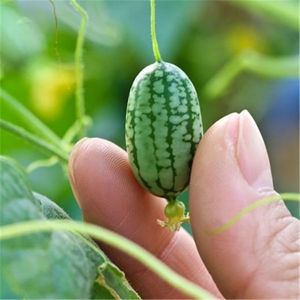 Thumb Watermelon Small Watermelon seeds Thin Skin Finger Watermelon Balcony Potted Garden Four Seasons Planting