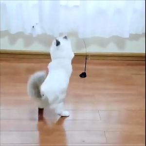 【Pet BHQ】ไม้ล่อแมวสปริง แบบติดพื้น และแบบติดกระจก ของเล่นแมว ไม้ตกแมว ไม้แหย่แมว