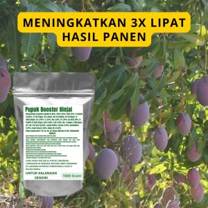 Pupuk Booster Binjai Pelebat Organik Cepat Berbuah Lebat Besar Anti Rontok Pembesar Binjai