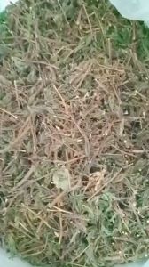 1kg cây xấu hổ hoa tím sấy khô